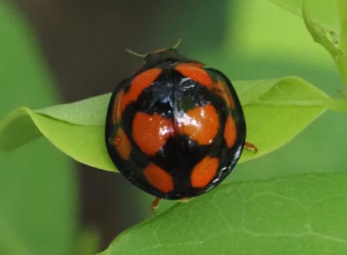 Anisolemnia decempustulata
